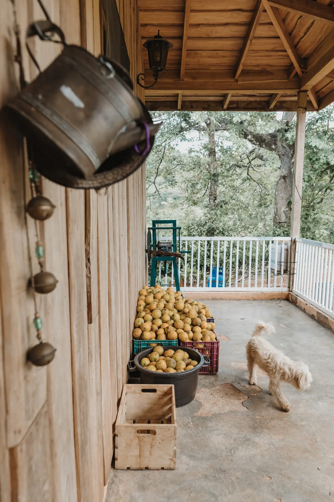 Hacienda Zaragoza — Family, at the farm